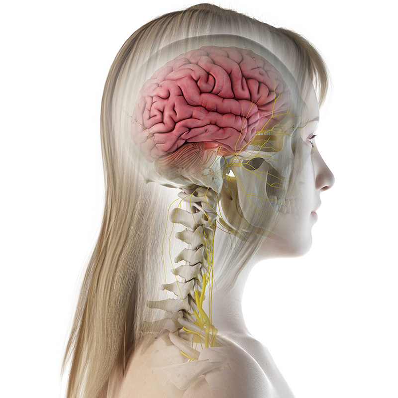 Brain illustration overlaid on woman's head